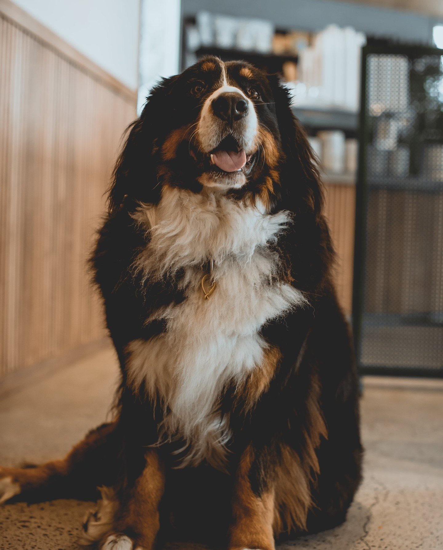 A Bernese mountain dog sitting at the cafe